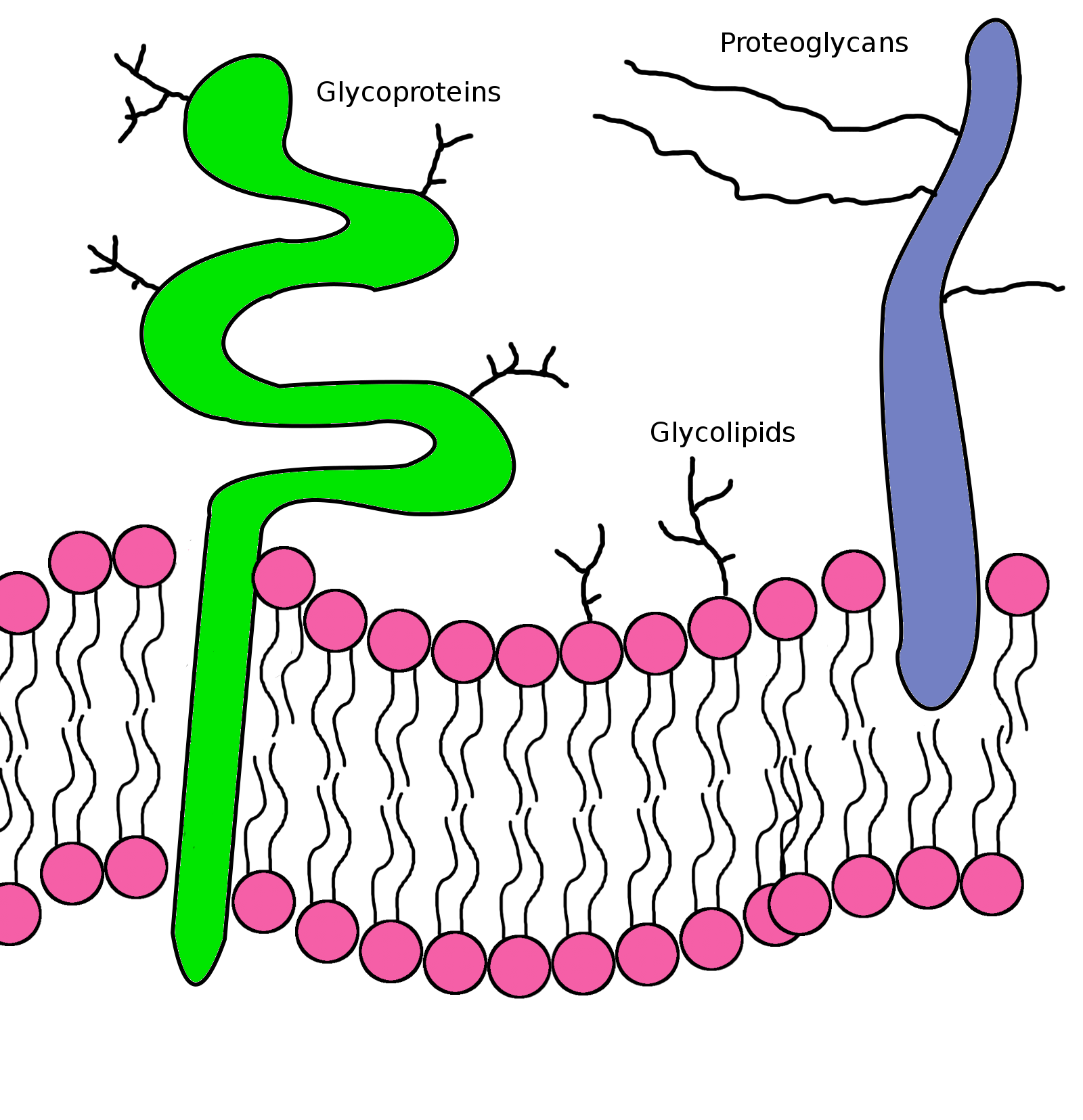 Lipid Bilayer Drawing